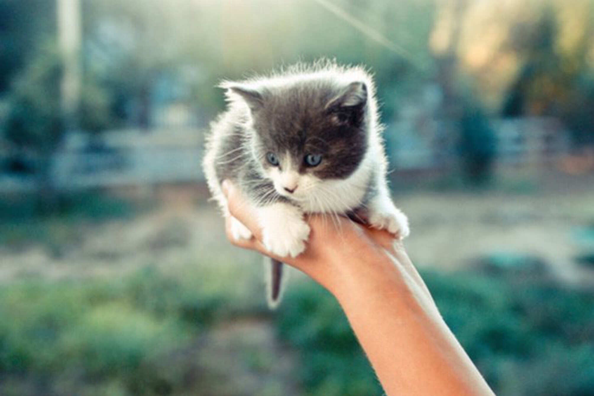 Милый котенок в руках