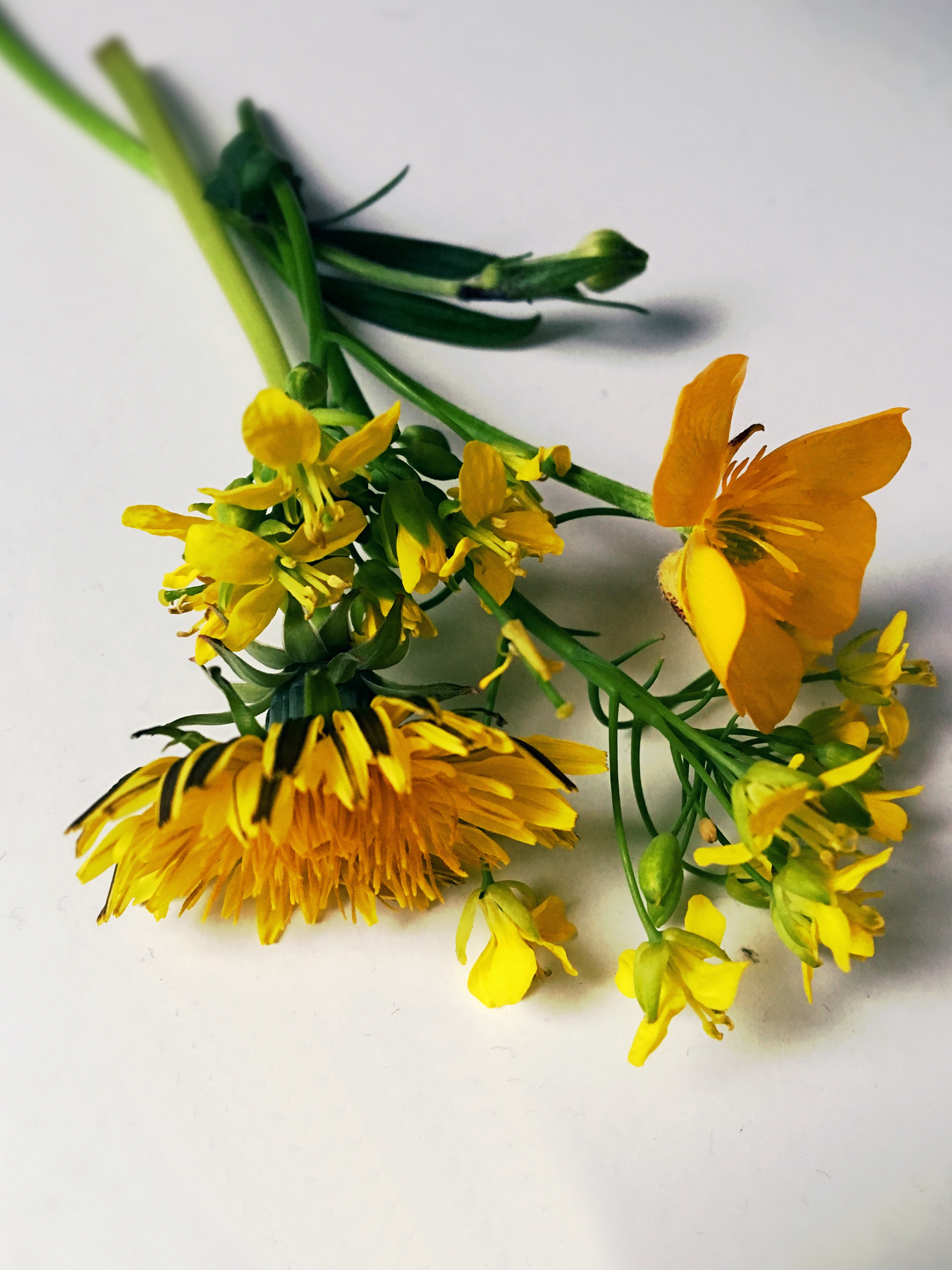 wilt wilting weed flower weeds freetoedit image by justmij