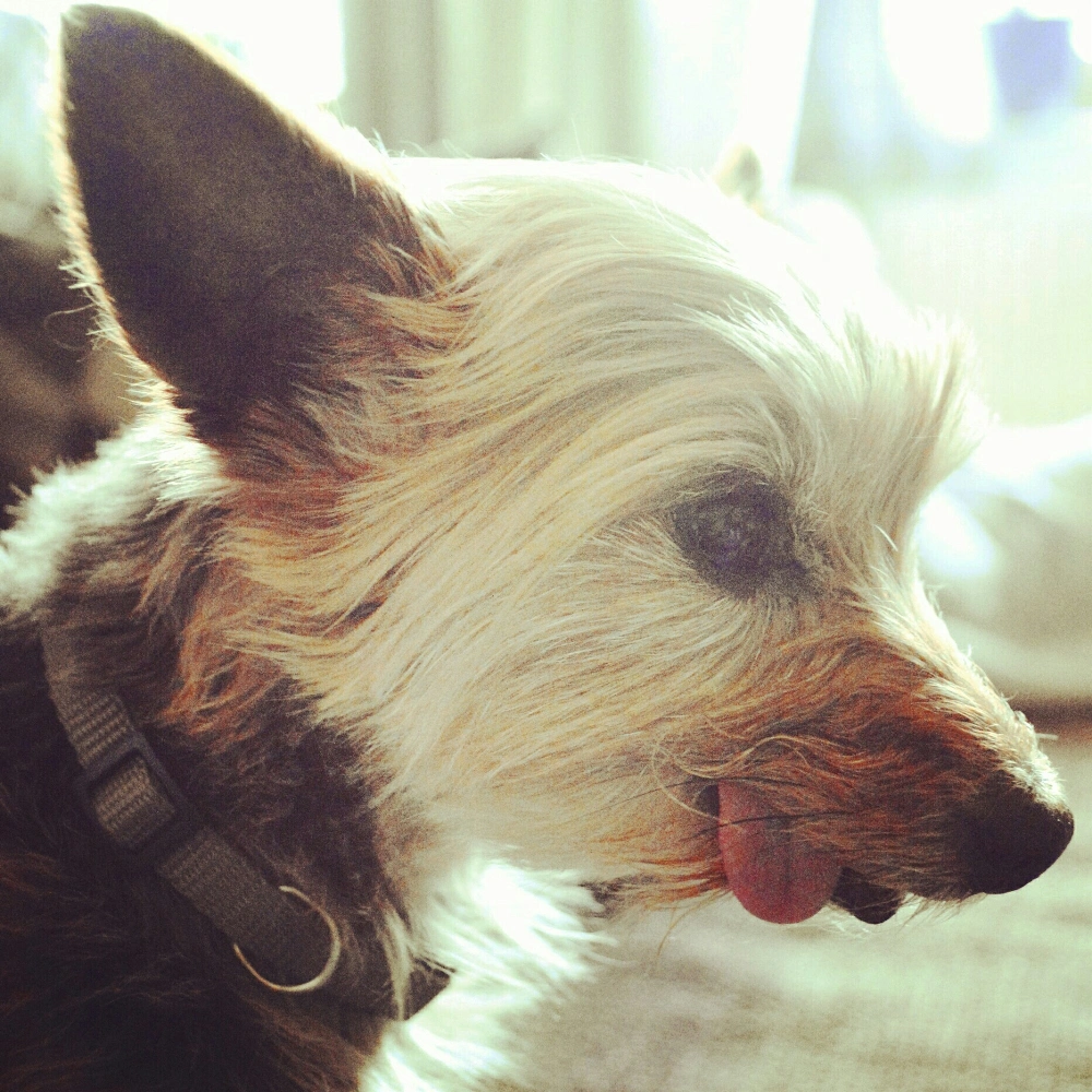 🐶🐶
#dog #yorkshireterrier #tongue #love