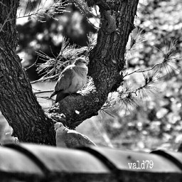 blackandwhite serenity birds tree nature