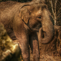 elefant photography nature petsandanimals animals