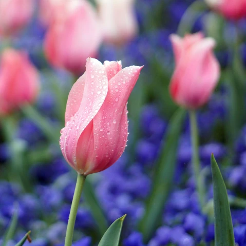 #wppfloralcanvas,#tulips,#filoli