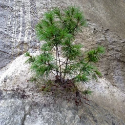 pinetree rock