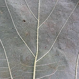 leaf leafveins plant